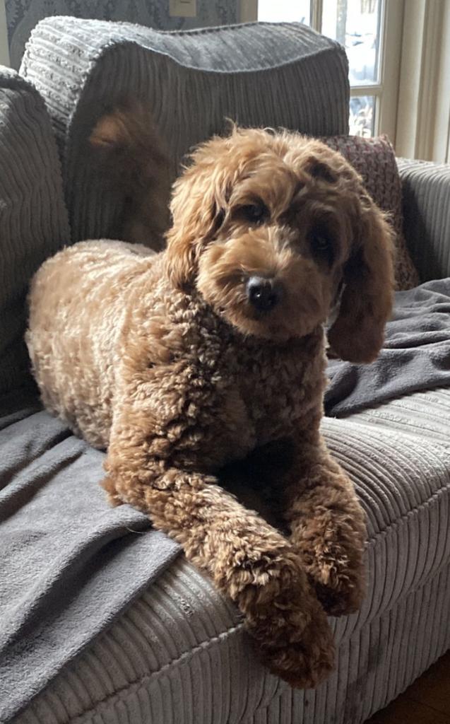 Aankondiging van nestje prachtige maar vooral lieve Doodles, Overige rassen, 8 tot 15 weken, Meerdere, Meerdere dieren