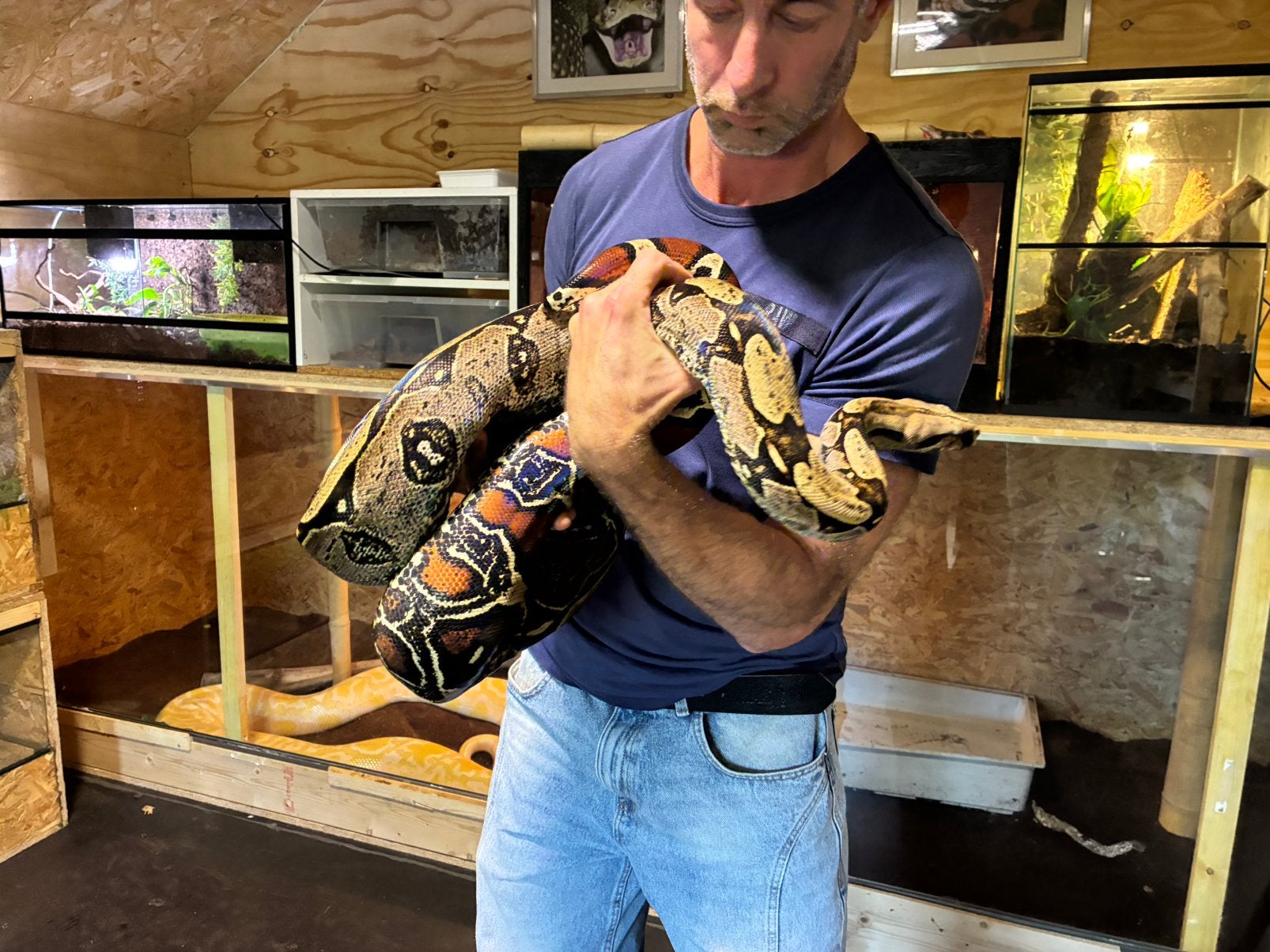 Boa constrictor Roodstaartboa Boa Constrictor photo 9