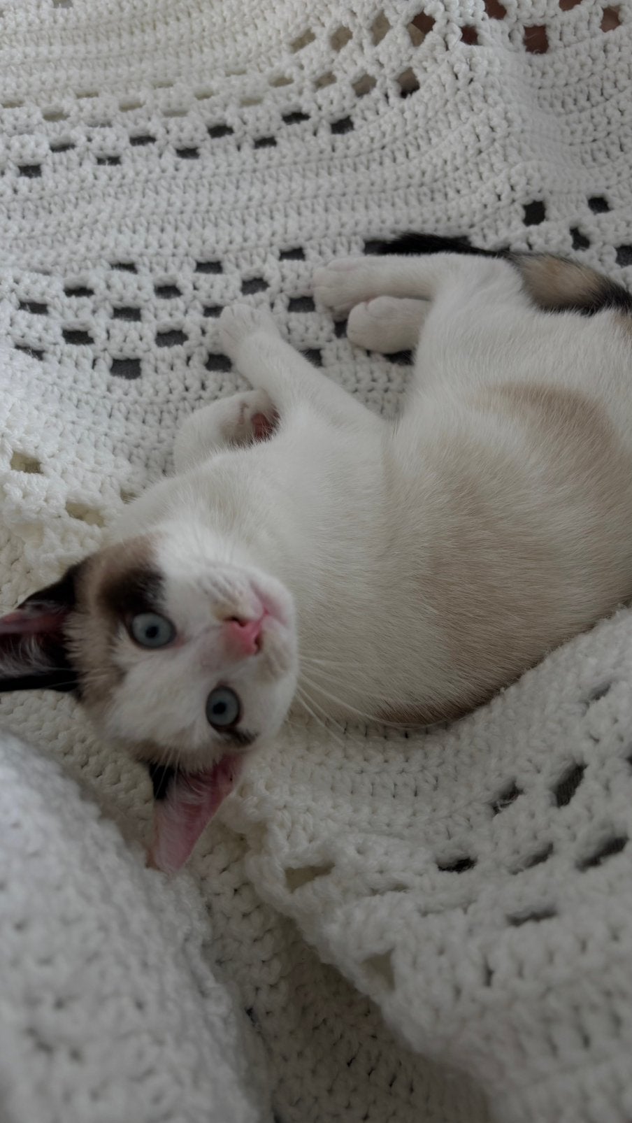 Ragdoll x Siamees kitten, Dieren en Toebehoren, Katten en Kittens | Raskatten | Korthaar, Poes, 0 tot 2 jaar, Ontwormd, Ingeënt