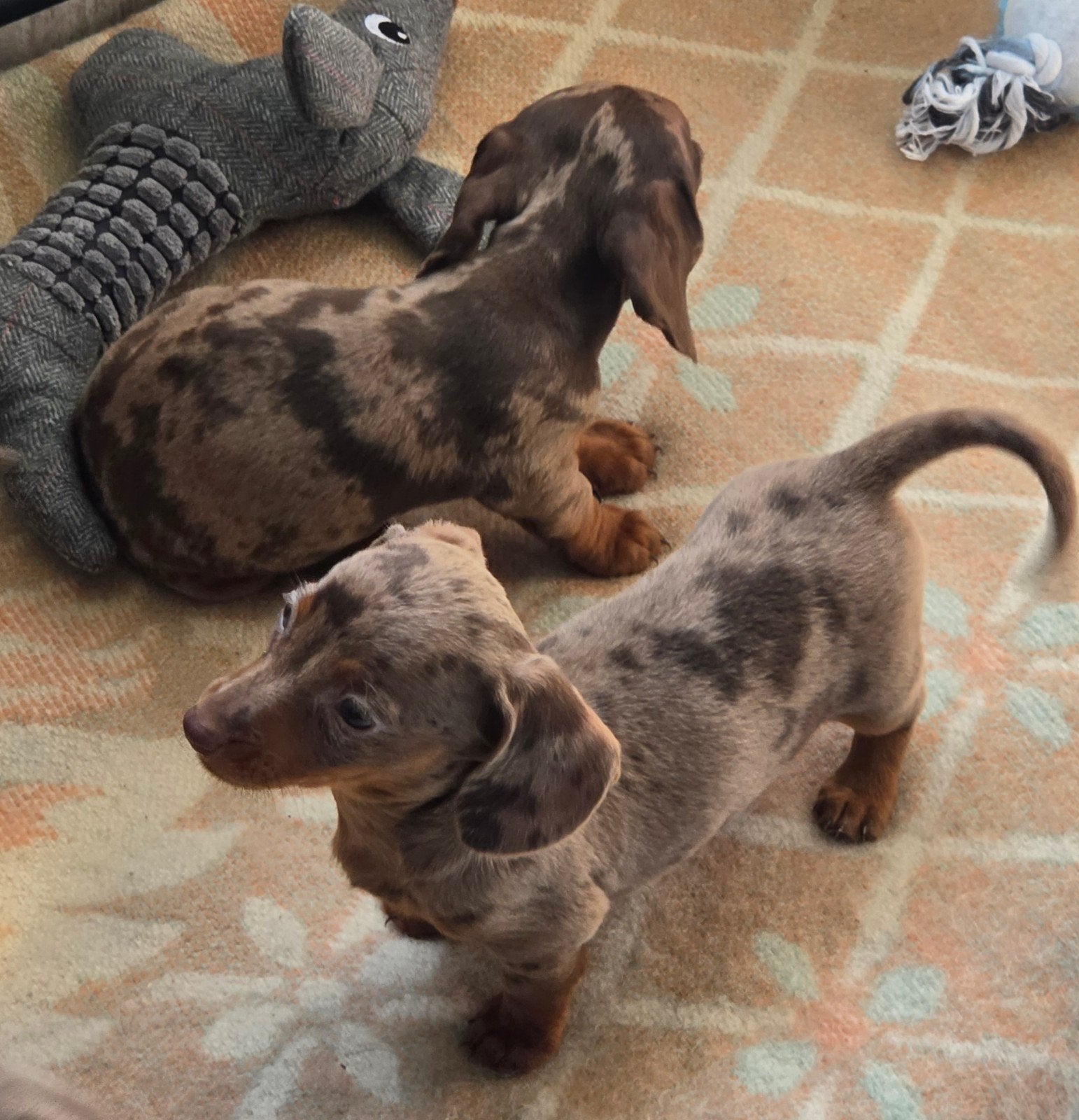 ✨️Schitterende kleine teckel pups!✨️, 8 tot 15 weken, Korthaar, Dwerg, Meerdere