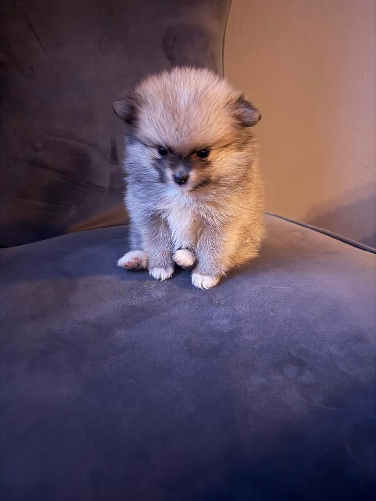 2 prachtige pomeriaan pups, 8 tot 15 weken, Parvo, Meerdere dieren, Eén hond