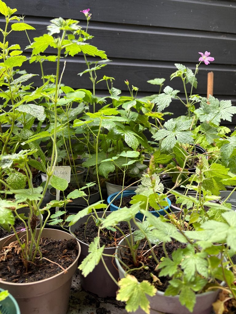 VOOR TUINSTARTERS EN LEUK ALS AANVULLING IN UW TUIN, Ophalen of Verzenden, Overige soorten, Volle zon