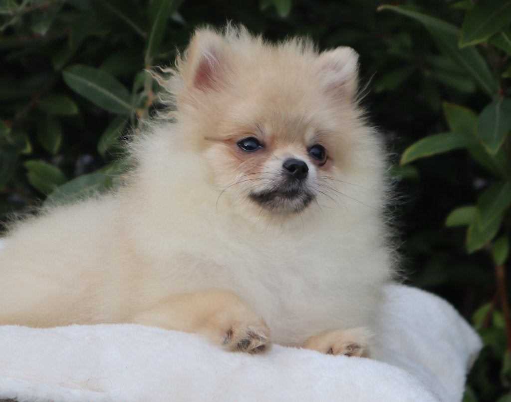 Teacup Mini Cream Sable Pomeriaan/Pomeranian Aanwezig in NL, Dieren en Toebehoren, Keeshond, 15 weken tot 1 jaar, Buitenland, Teef