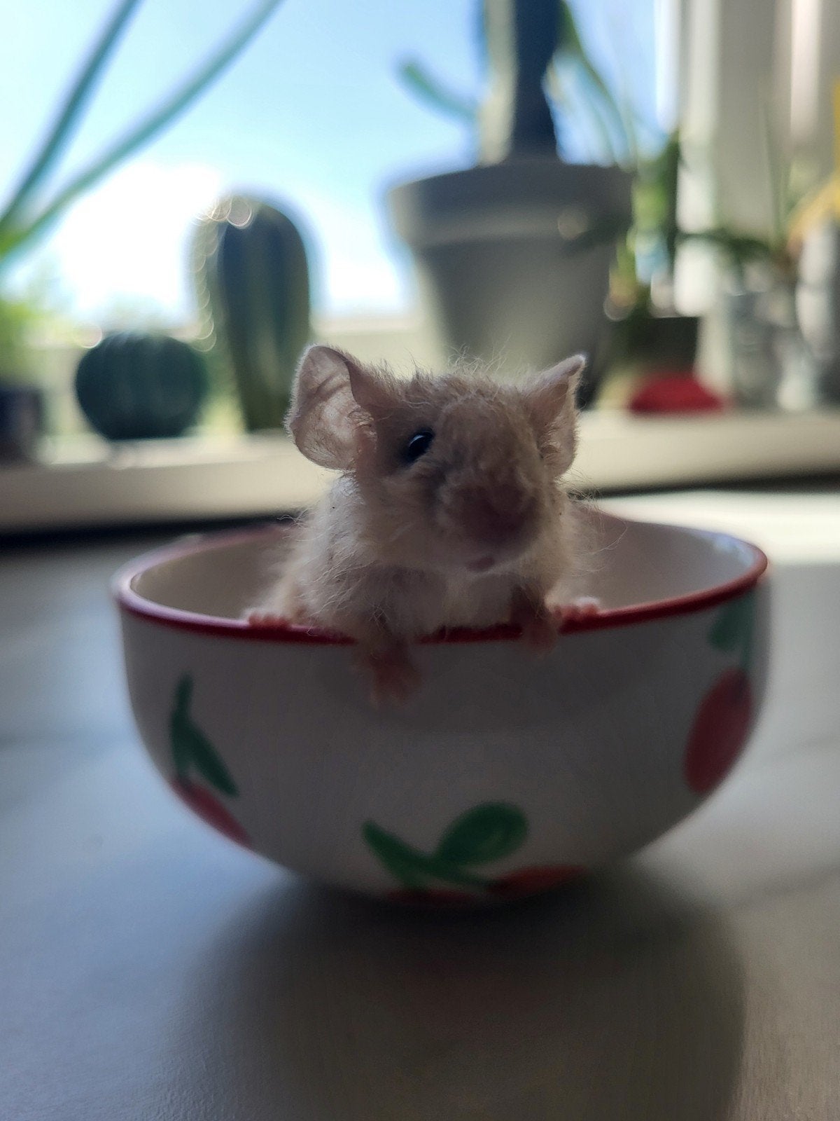 Jong kleurmuisje (man)♂️, Dieren en Toebehoren, Muis, Mannelijk, Juli, Tam