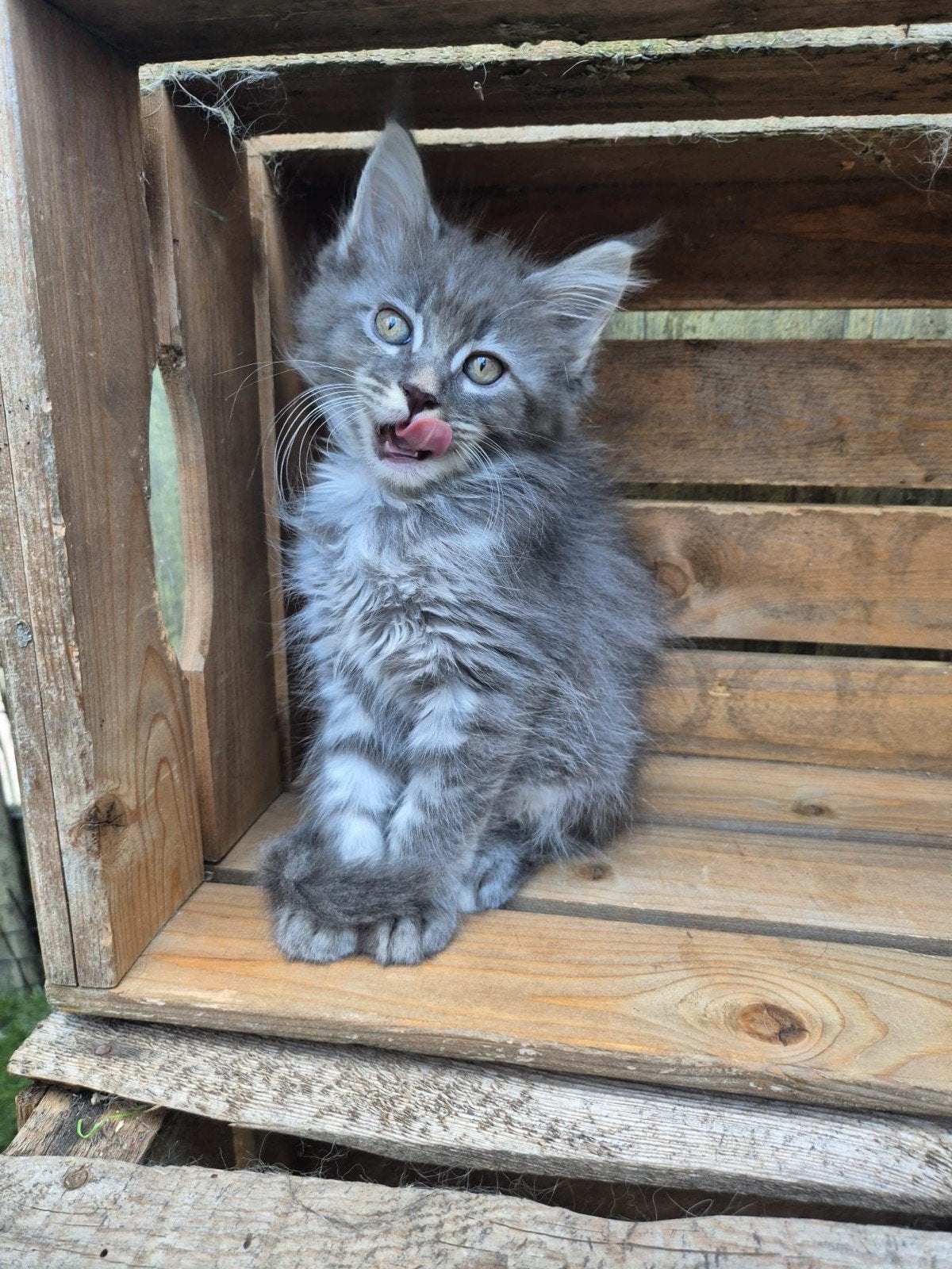 maine coon poesjes zonder stamboom, Meerdere dieren, Gechipt, 0 tot 2 jaar