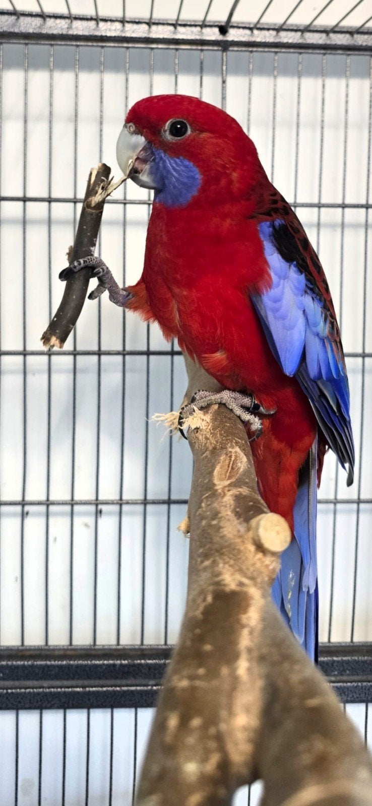 Te koop Prachtige pennantrosella, Dieren en Toebehoren, Mannelijk, Parkiet