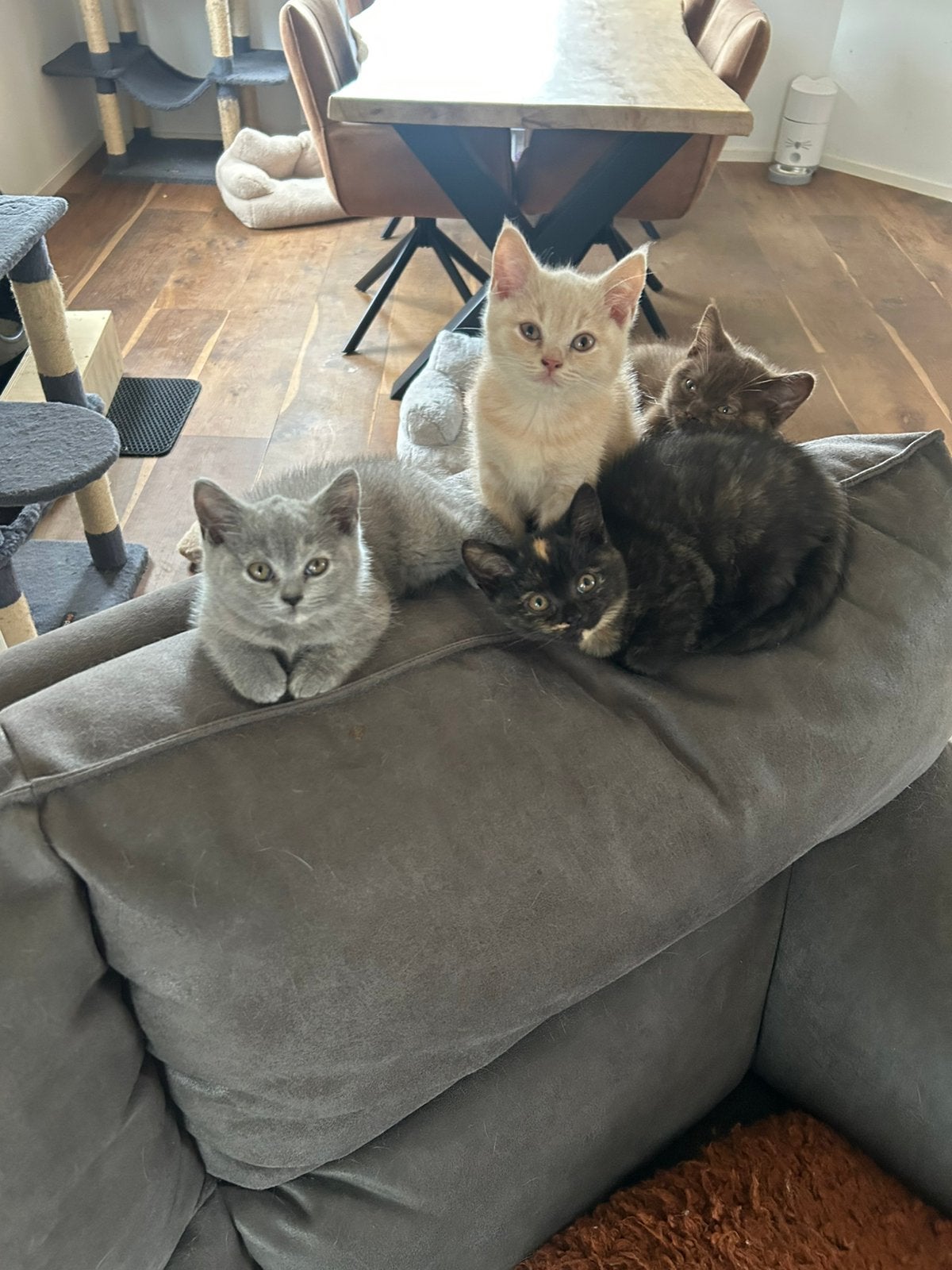 Britse Korthaar kittens met stamboom, Meerdere dieren, Met stamboom, 0 tot 2 jaar