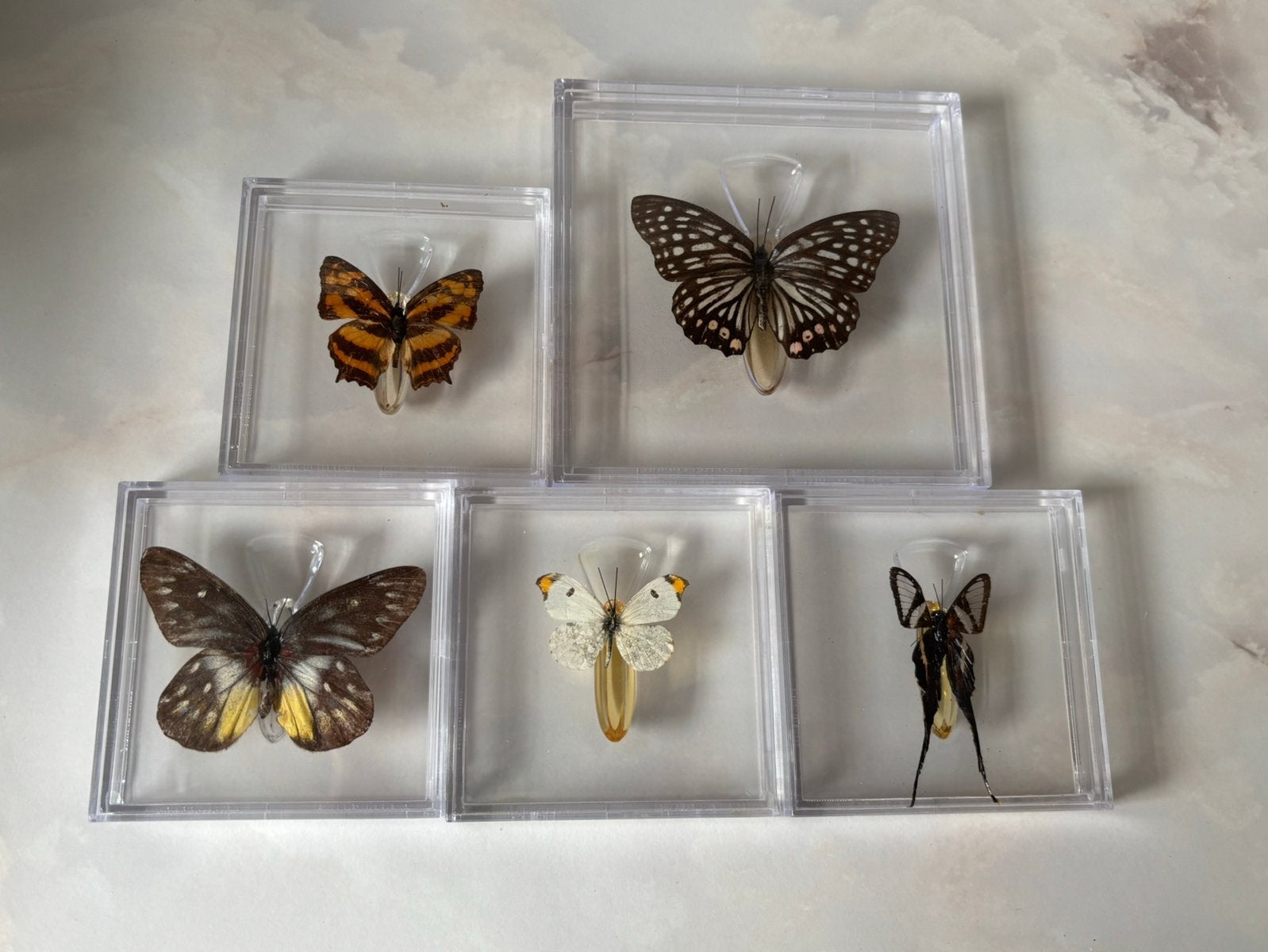 Verzameling van 5 vlinders in vitrine doosjes, Ophalen of Verzenden, Zo goed als nieuw, Insect, Opgezet dier