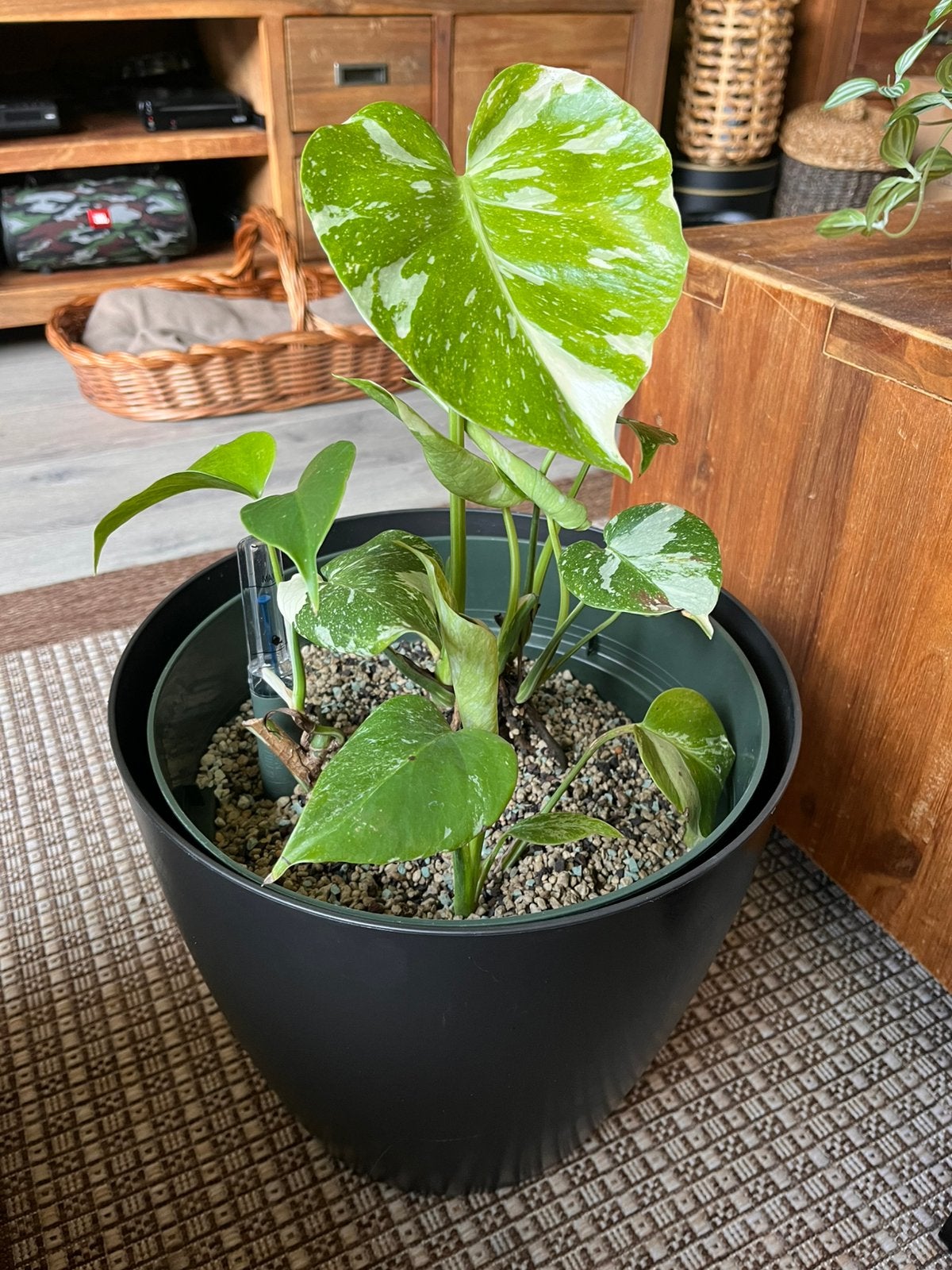 Monstera Variegata, Ophalen, Halfschaduw, Minder dan 100 cm