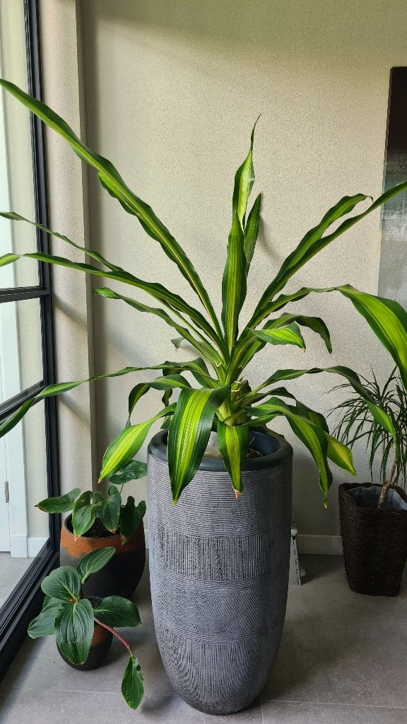 Kamerplant, Ophalen, 100 tot 150 cm, Overige soorten, Halfschaduw