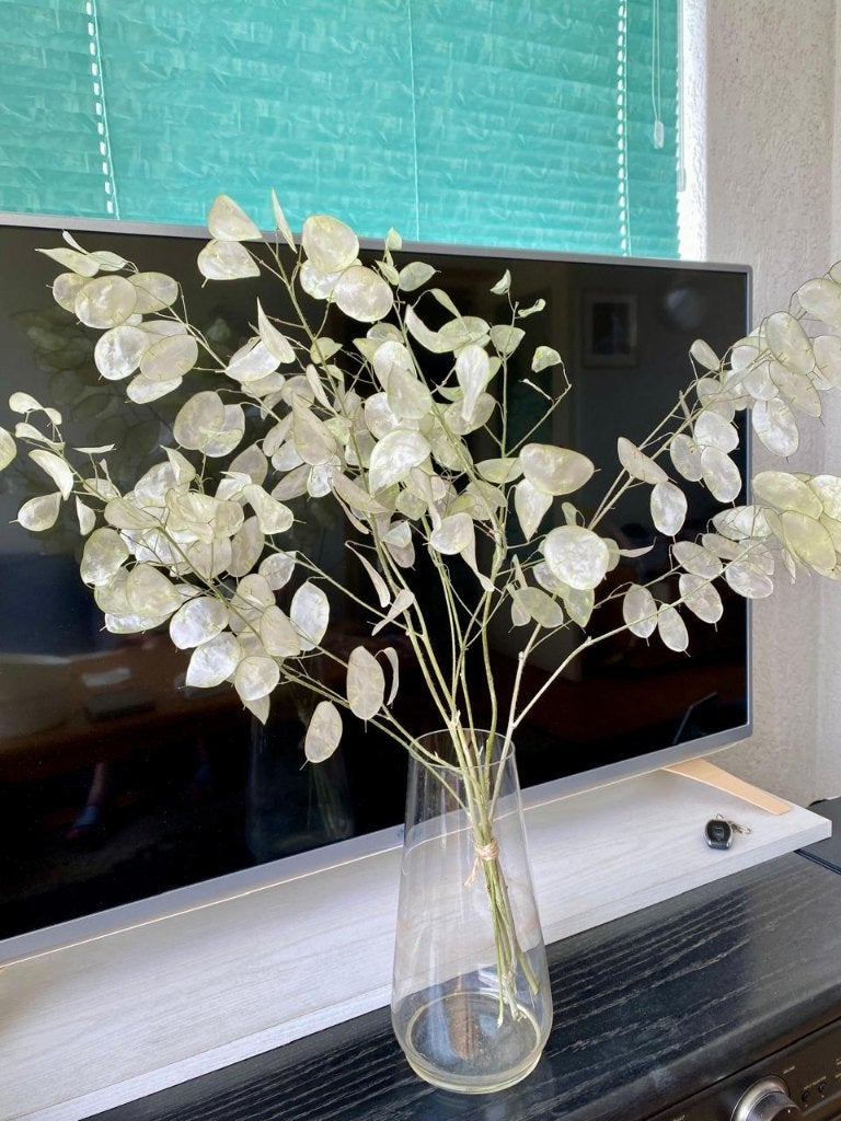 Lunaria gedroogde bloemen h 60cm, Huis en Inrichting, Ophalen of Verzenden, Nieuw