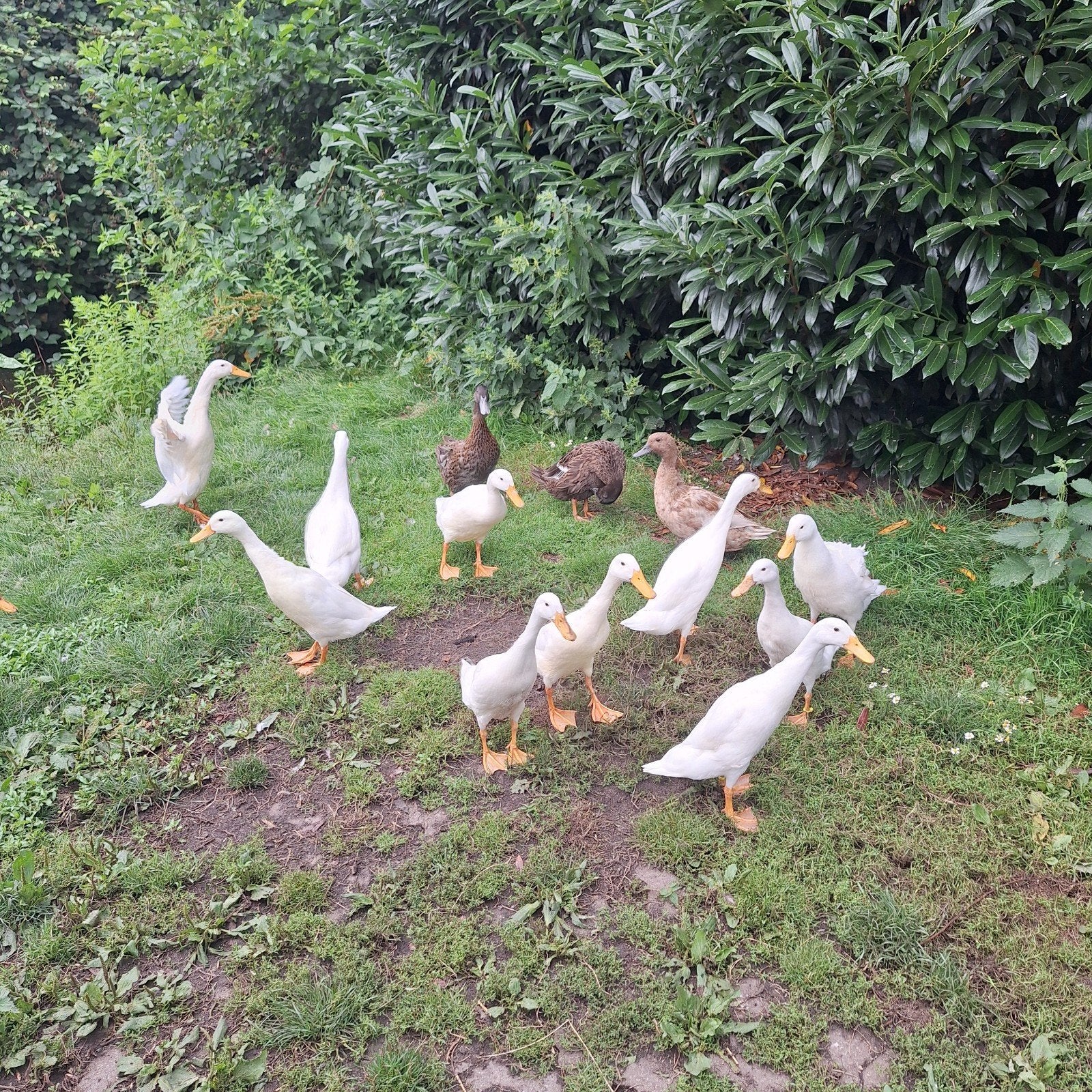 Witte Indische loopeenden, Dieren en Toebehoren, Pluimvee, Geslacht onbekend, Eend