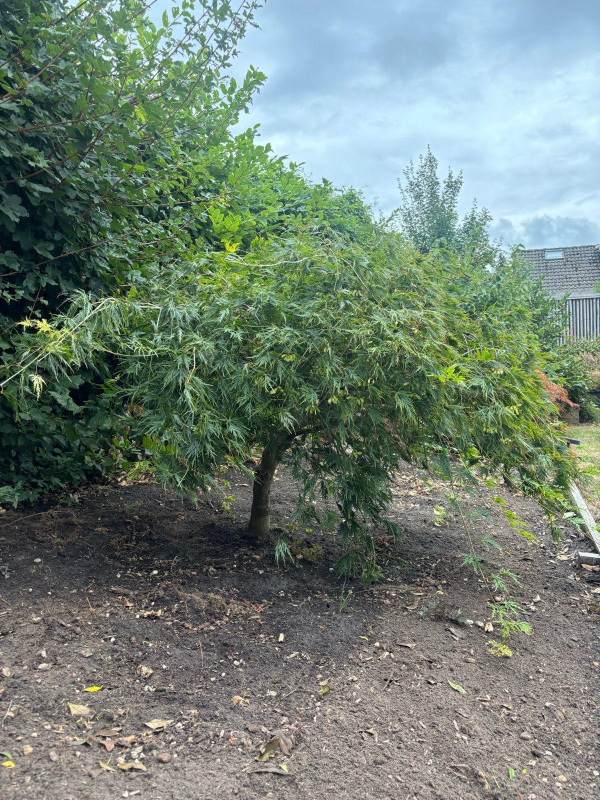 Japanse Esdoorn (Acer palmatum) - Sierlijke boom, Bloeit niet, Overige soorten, 100 tot 250 cm, Ophalen