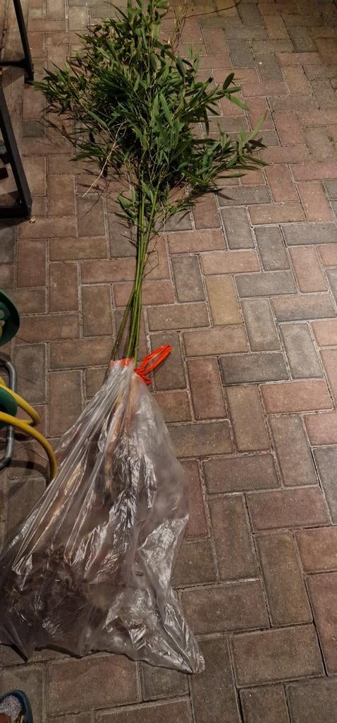 Bamboe grote gezonde plant, Tuin en Terras, Planten | Bomen, Ophalen of Verzenden, Bloeit niet, Halfschaduw, Overige soorten