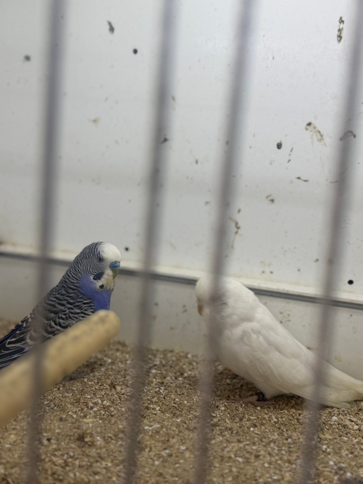 Koppel grasparkiet, Meerdere dieren, Parkiet