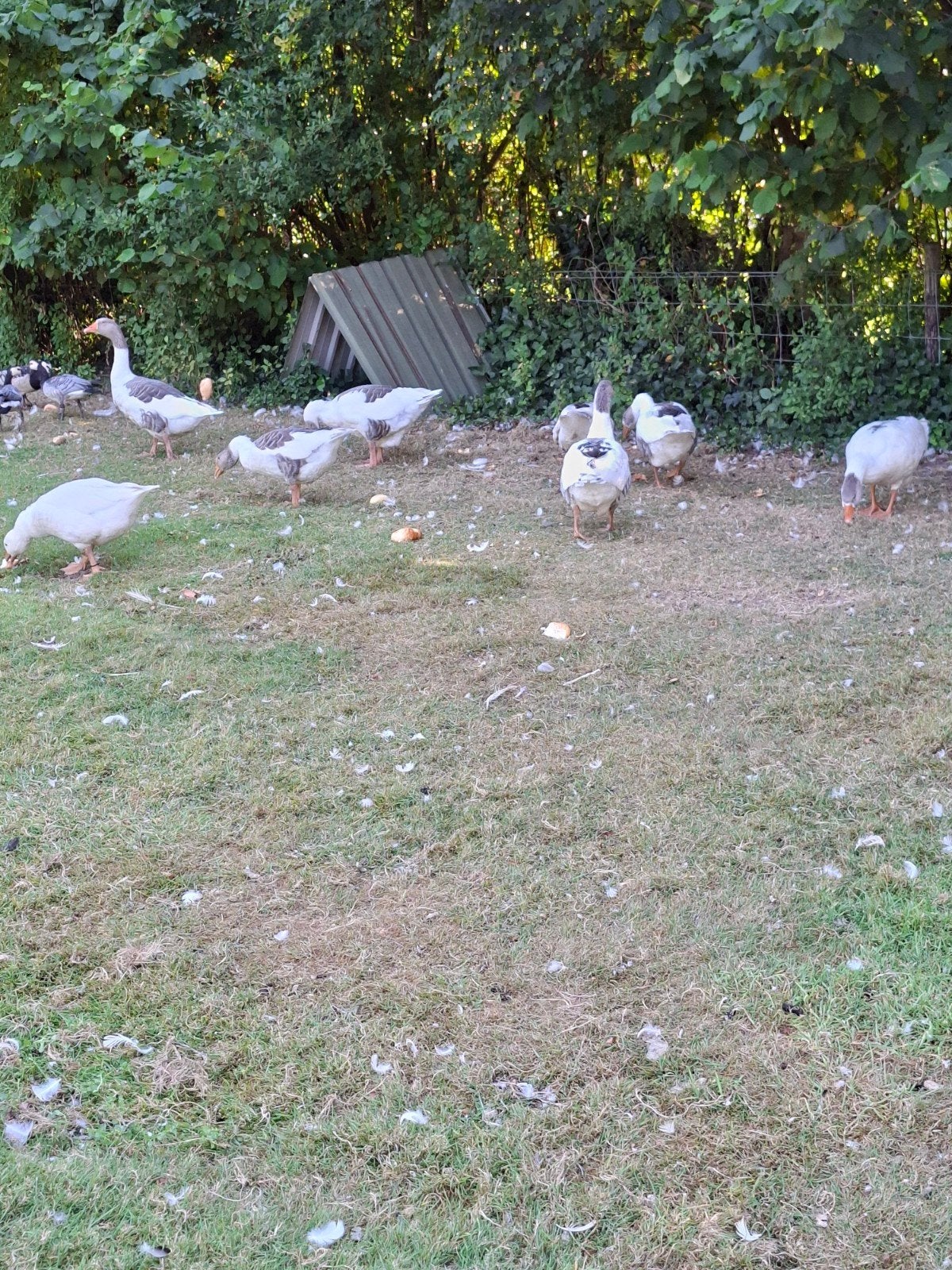 twense land ganzen  2026, Dieren en Toebehoren, Pluimvee, Meerdere dieren, Gans of Zwaan