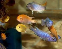Malawi cichliden mix - (klein) - Koidream Valburg, Vis, Zoetwatervis