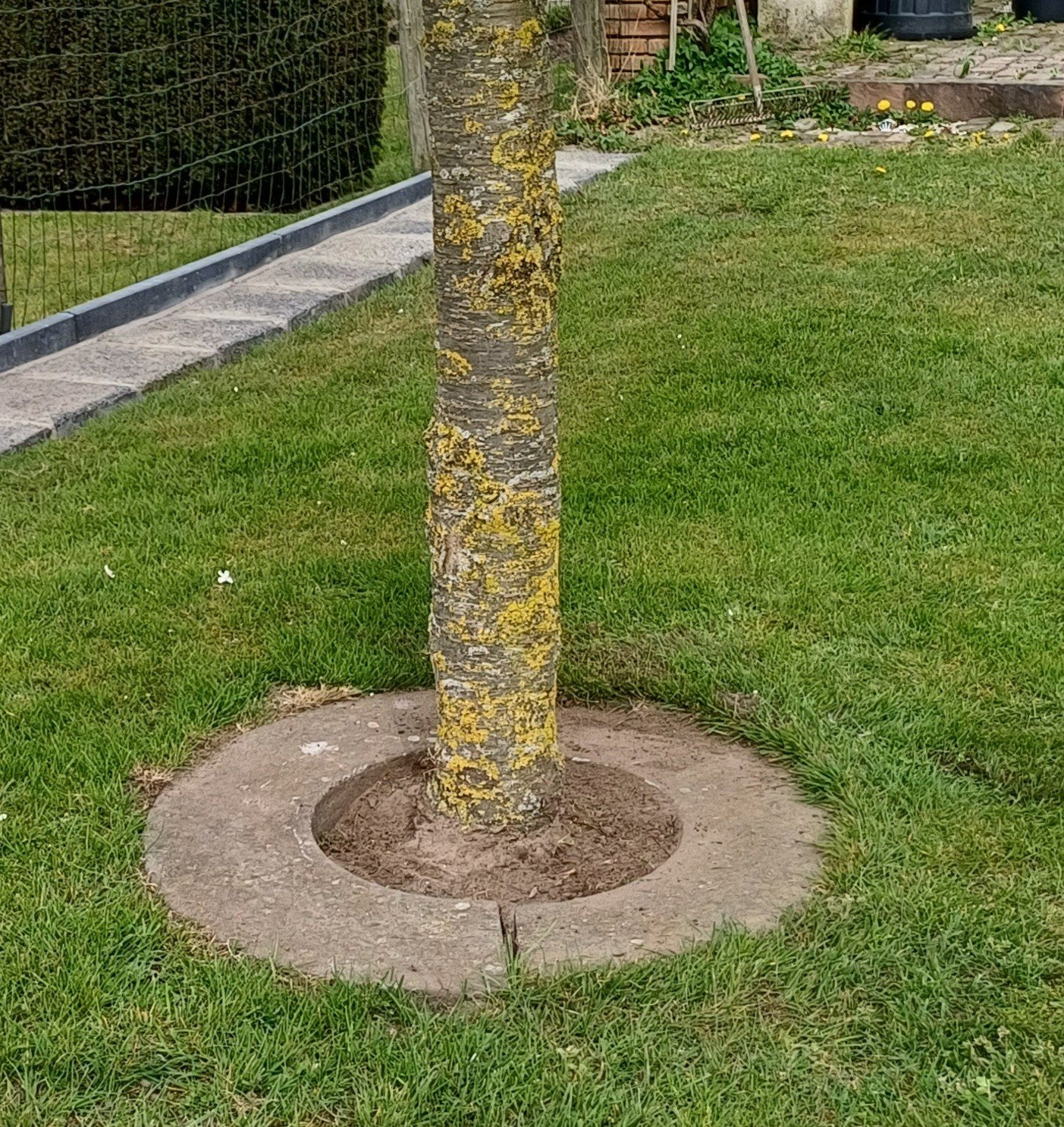Betonnen boomkransen, Ophalen, Overige materialen, Gebruikt, Overige typen