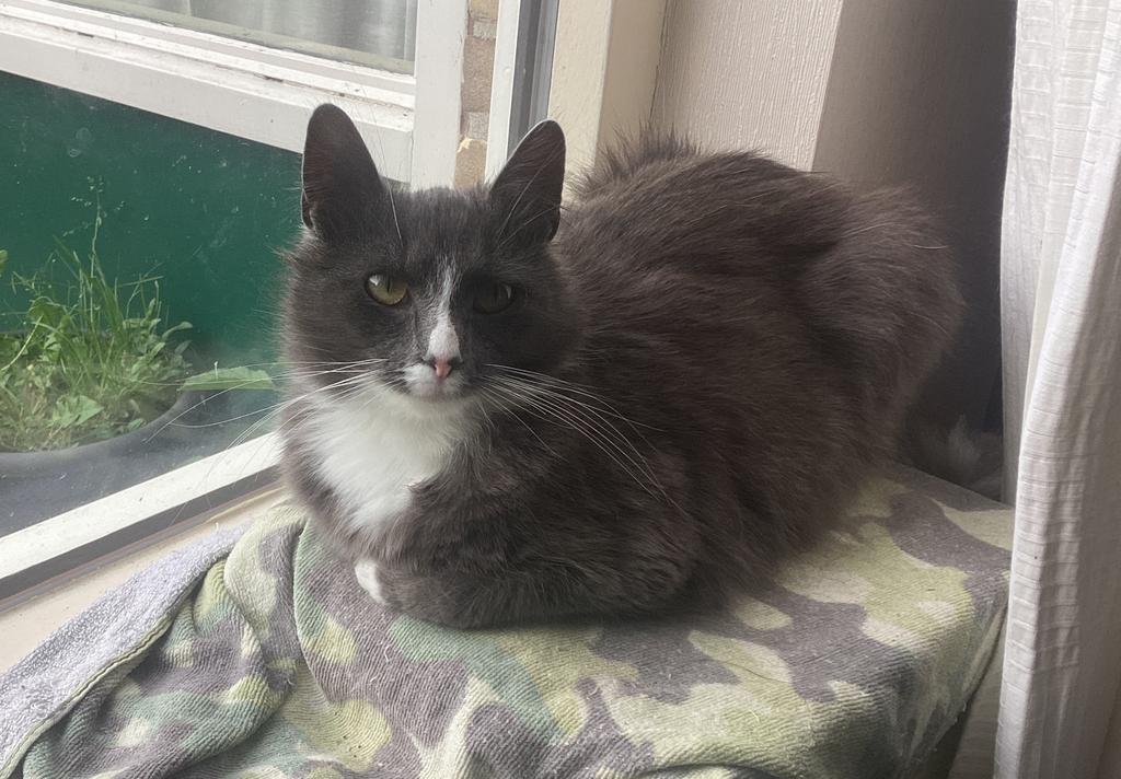 Langharige levensgenieter zoekt plekje met veel natuur, Dieren en Toebehoren, Katten en Kittens | Raskatten | Langhaar, Poes, Gechipt