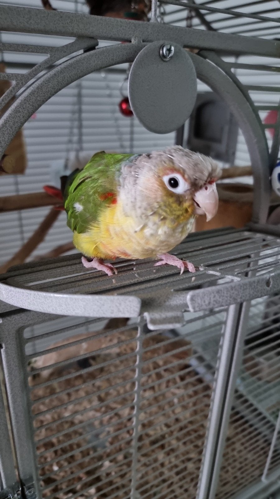pyrrhura, Dieren en Toebehoren, Vogels | Parkieten en Papegaaien, Vrouwelijk, Parkiet