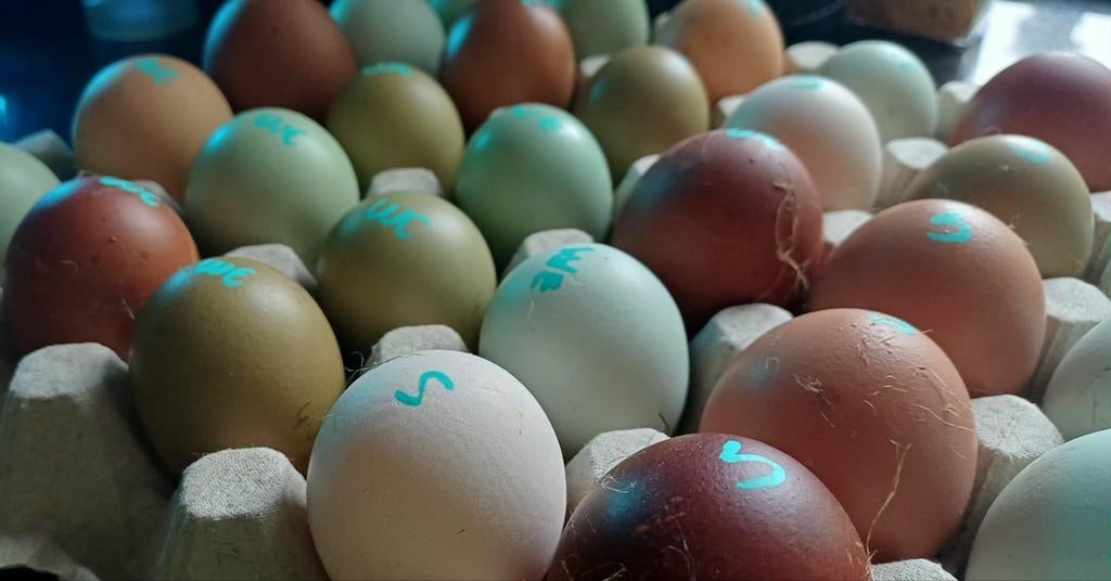 Broedeieren kleurleggers- regenboogleggers, Dieren en Toebehoren, Pluimvee, Geslacht onbekend, Kip