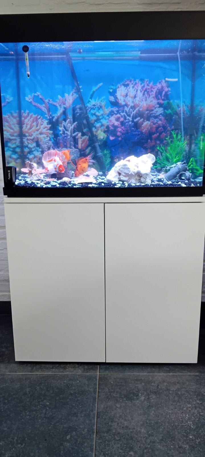 Aquarium, Dieren en Toebehoren, Vissen | Aquaria en Toebehoren, Ophalen