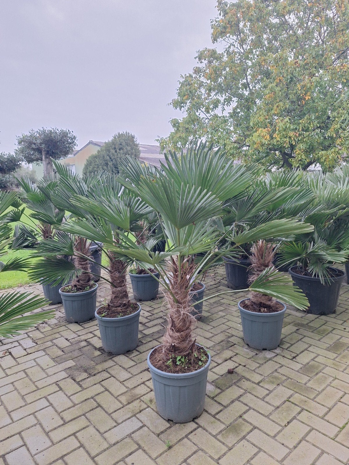 Trachycarpus wagnerianus, Tuin en Terras, 100 tot 250 cm, Zomer, Palmboom, Ophalen