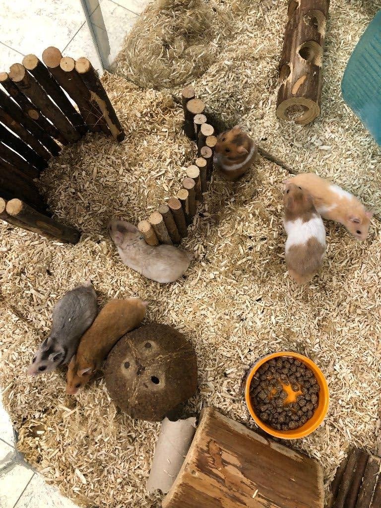 Goudhamster / Syrische hamster man (7 wkn), Dieren en Toebehoren, Hamster, Augustus, Mannelijk, Tam