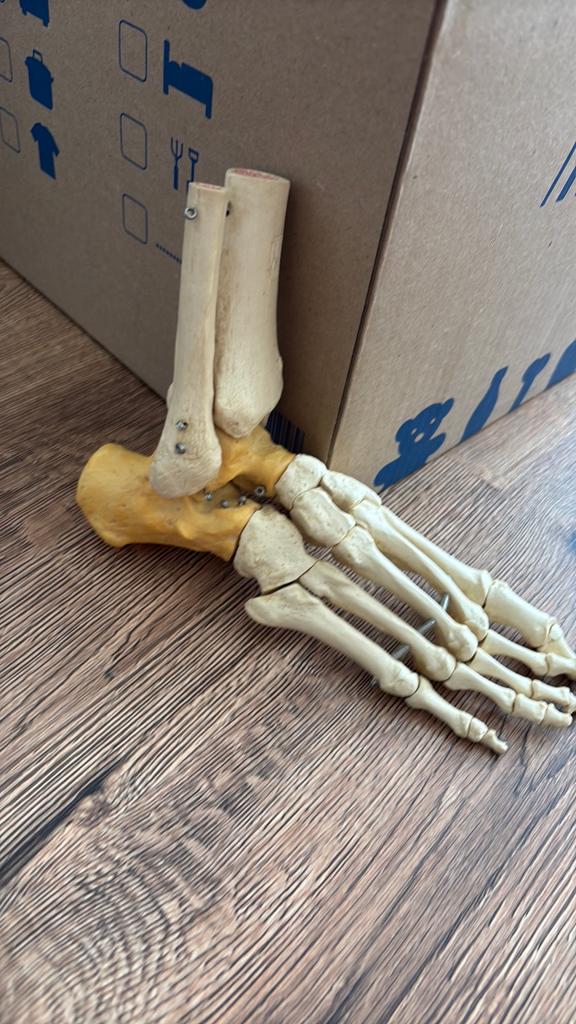Anatomie model van voetskelet, Diversen, Schoolbenodigdheden, Ophalen of Verzenden, Gebruikt