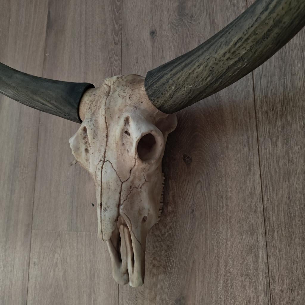 Decoratieve schedel met hoorns - klein scheurtje, Ophalen of Verzenden, Gebruikt, Boerderijdier, Schedel