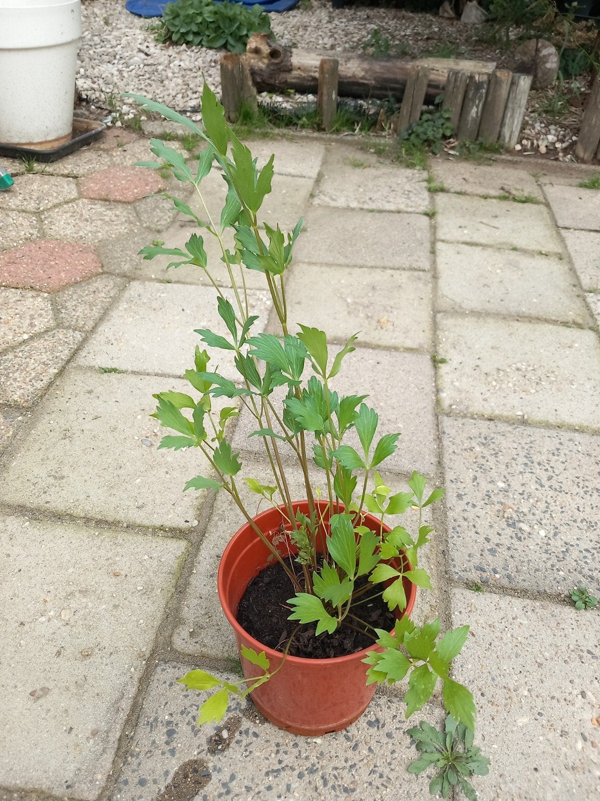 Maggiplant in pot - Verse kruiden voor uw keuken, Vaste plant, Ophalen of Verzenden, Halfschaduw, Kruiden