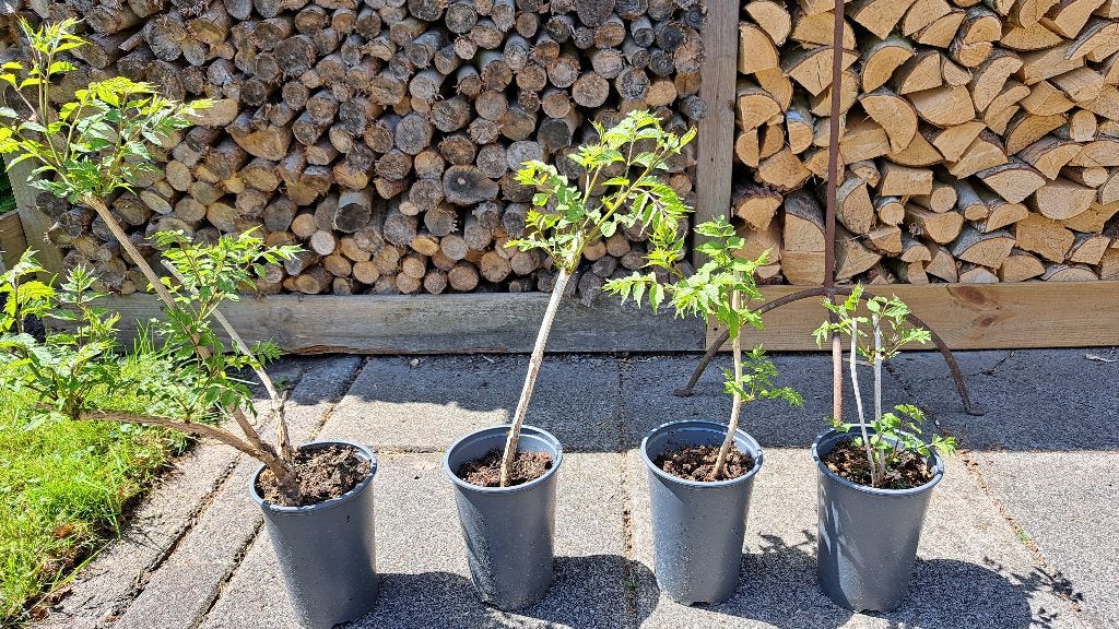Campsis of trompetklimmer, Ophalen, Volle zon, Vaste plant, Klimplanten