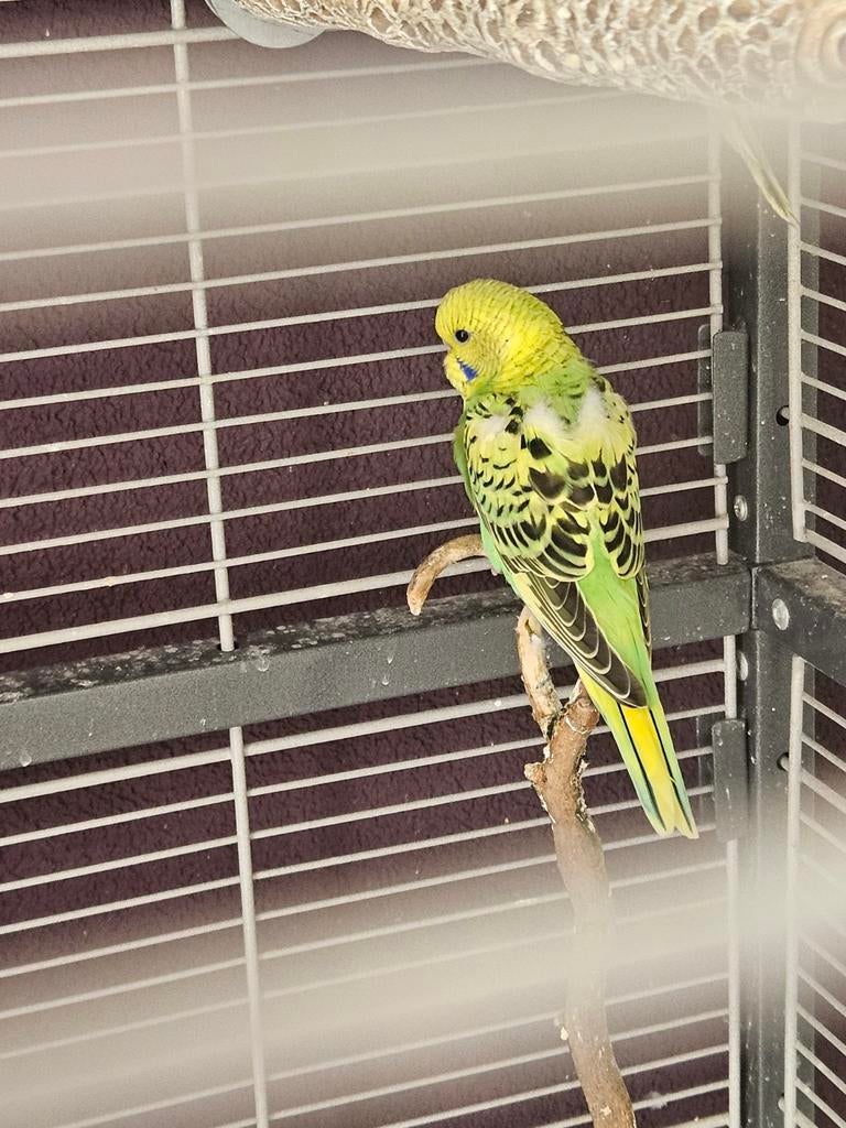 2 baby parkietjes, Dieren en Toebehoren, Vogels | Parkieten en Papegaaien, Meerdere dieren, Parkiet, Tam