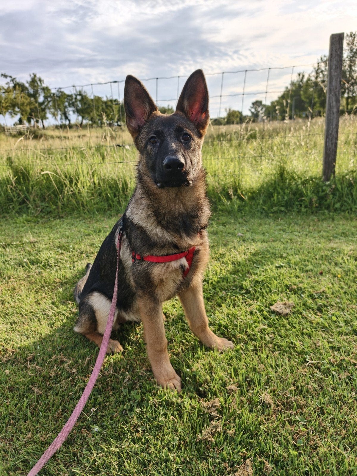 gezocht dakota pupje geboren op 1 feb met spaans paspoort