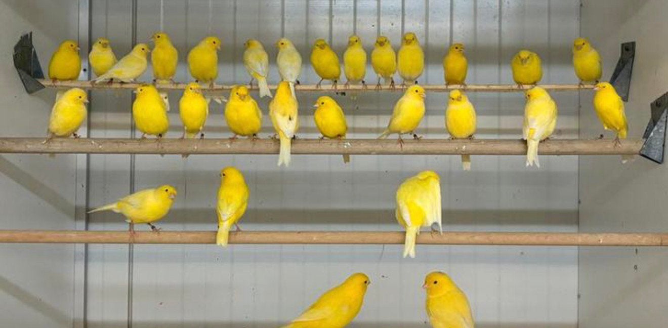 zingende kleur kanaries, Dieren en Toebehoren, Meerdere dieren, Kleurkanarie