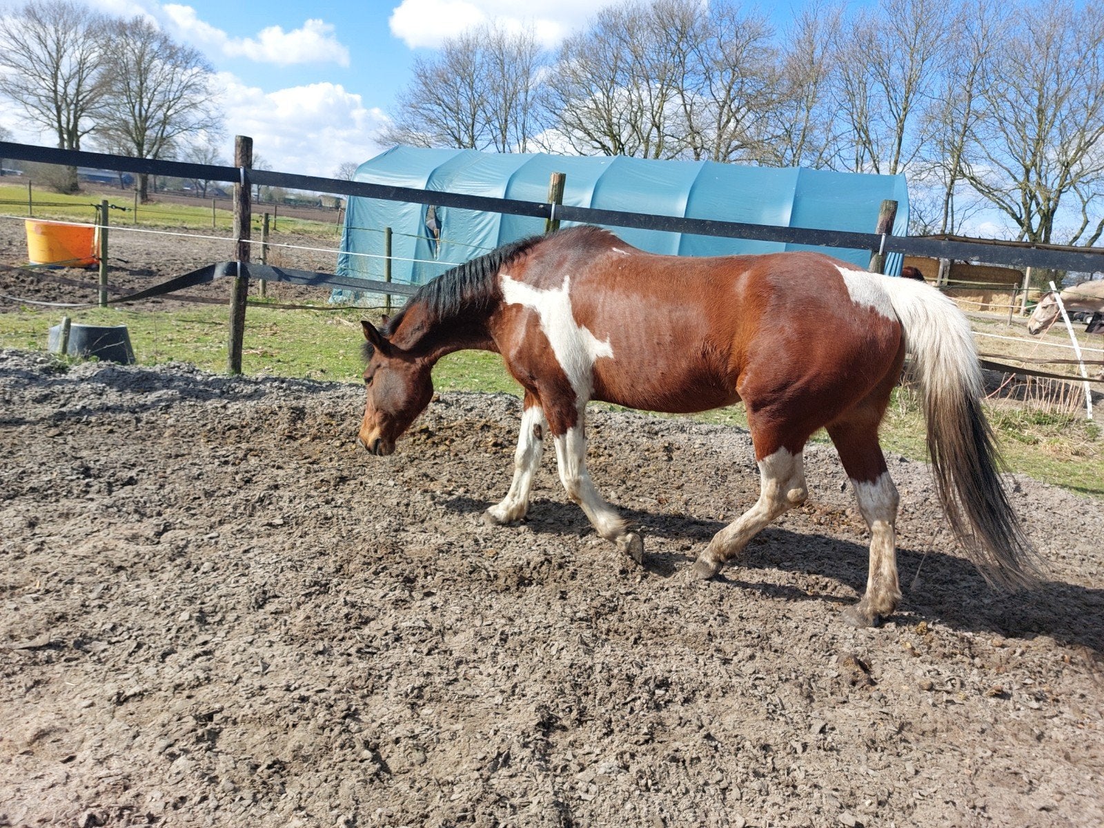 Nrps merrie, Dieren en Toebehoren, Niet van toepassing, 11 jaar of ouder, Recreatiepony, Merrie