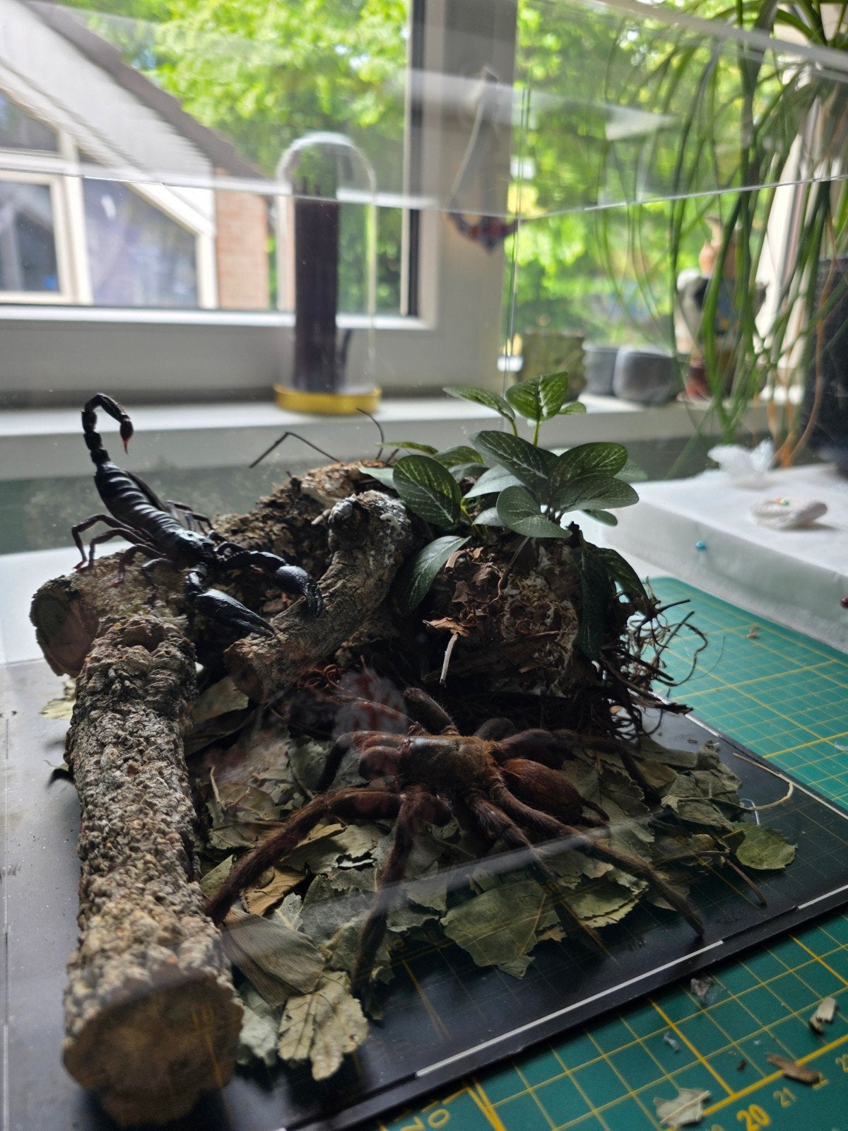 Uniek Taxidermie Terrarium met Echte Vogelspin & Schorpioen, Verzamelen, Ophalen, Opgezet dier
