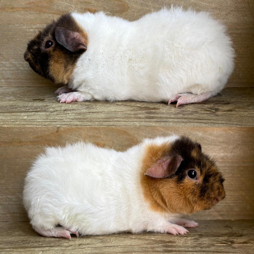 Us teddy beertje choco buff wit, Dieren en Toebehoren, Knaagdieren, Cavia, April, Mannelijk, Tam