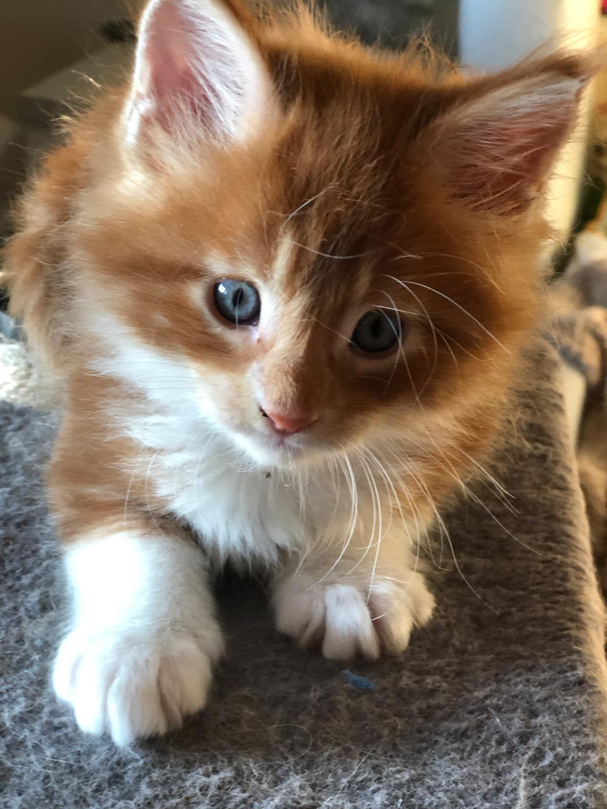 ❤️ Prachtige rode Maine Coon kittens te reserveren 🐾, Dieren en Toebehoren, Katten en Kittens | Raskatten | Langhaar, Meerdere dieren