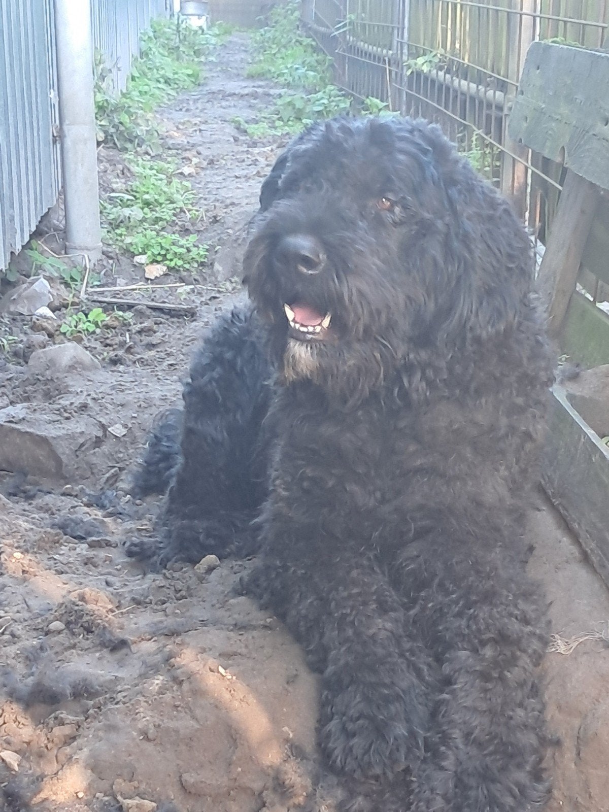 bouvier, Reu, 1 tot 2 jaar, Eén hond, Nederland