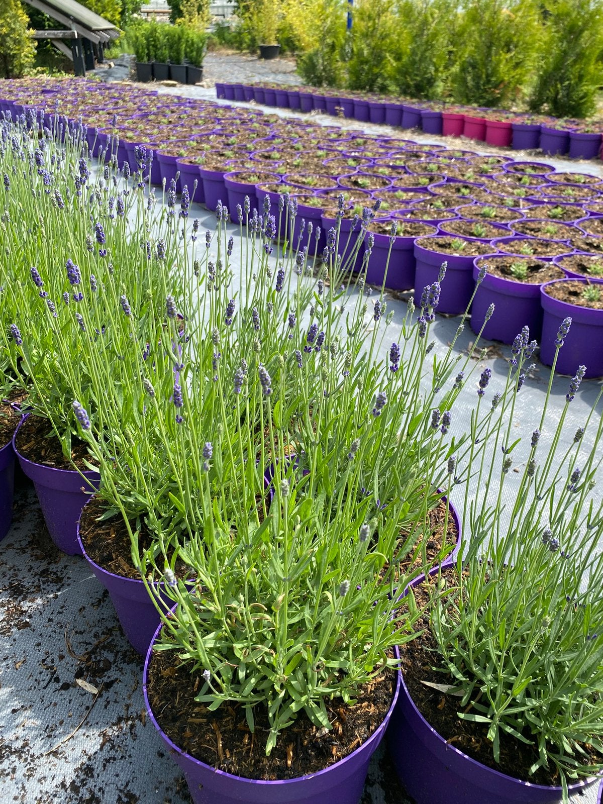 Grote lavendel hidcote paars in30cmpot€2,50 in20cmpot €1,25, Ophalen, Vlinderstruik, Minder dan 100 cm