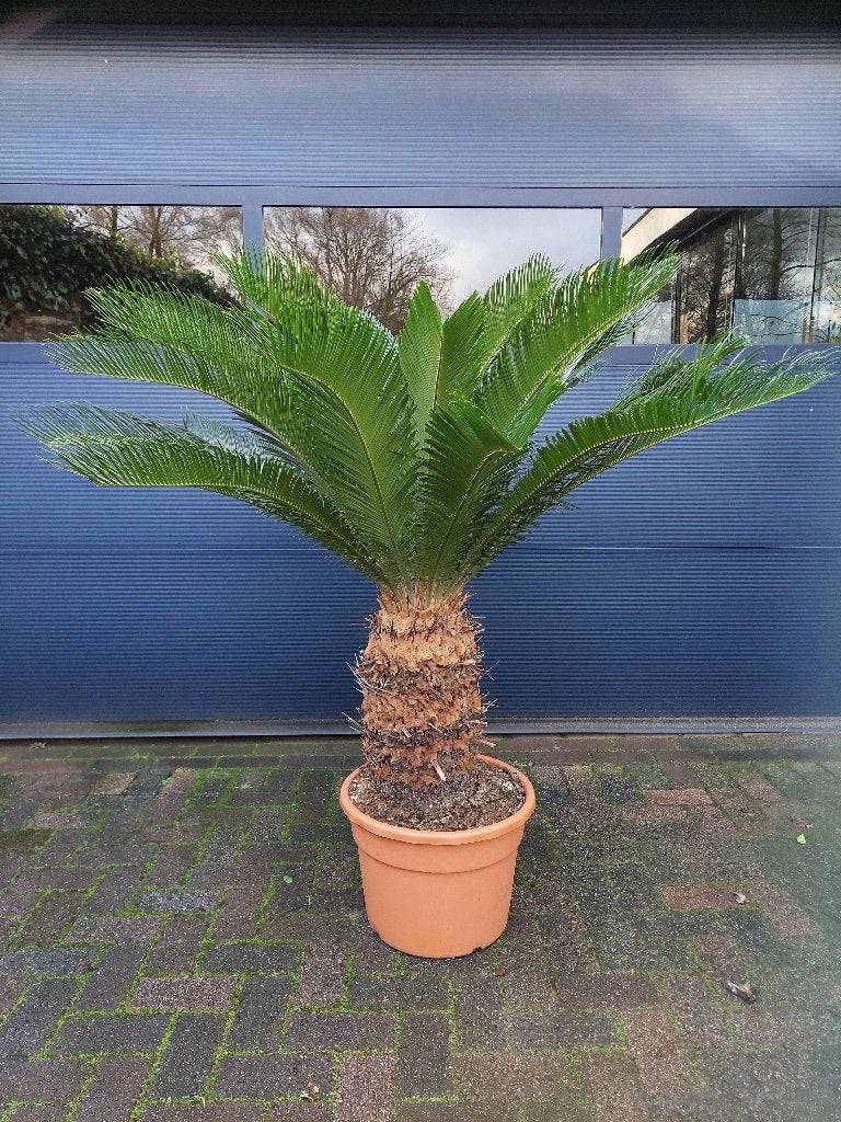 XXL Cycas Revoluta - Sago Palm / Vredespalm, Ophalen, Bloeit niet, Halfschaduw, 100 tot 250 cm
