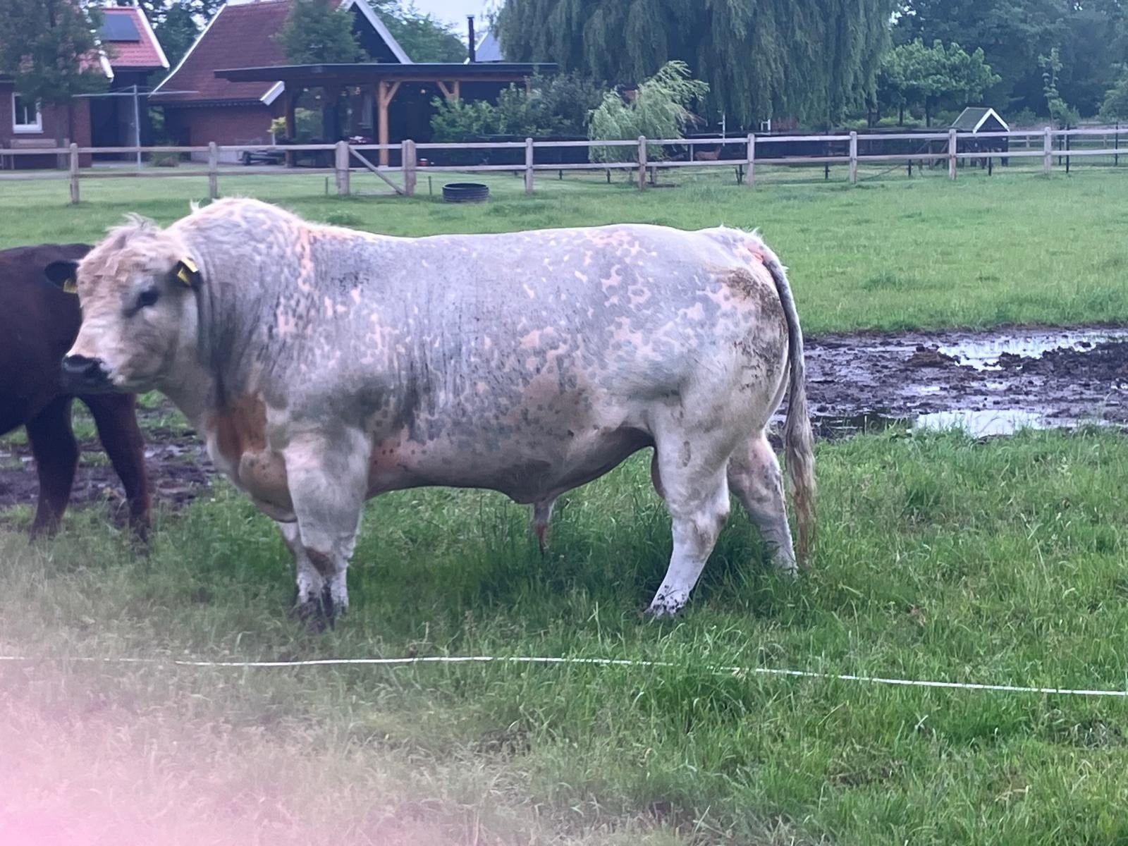 Speckle Park 100% stamboek, Dieren en Toebehoren, Runderen, Mannelijk