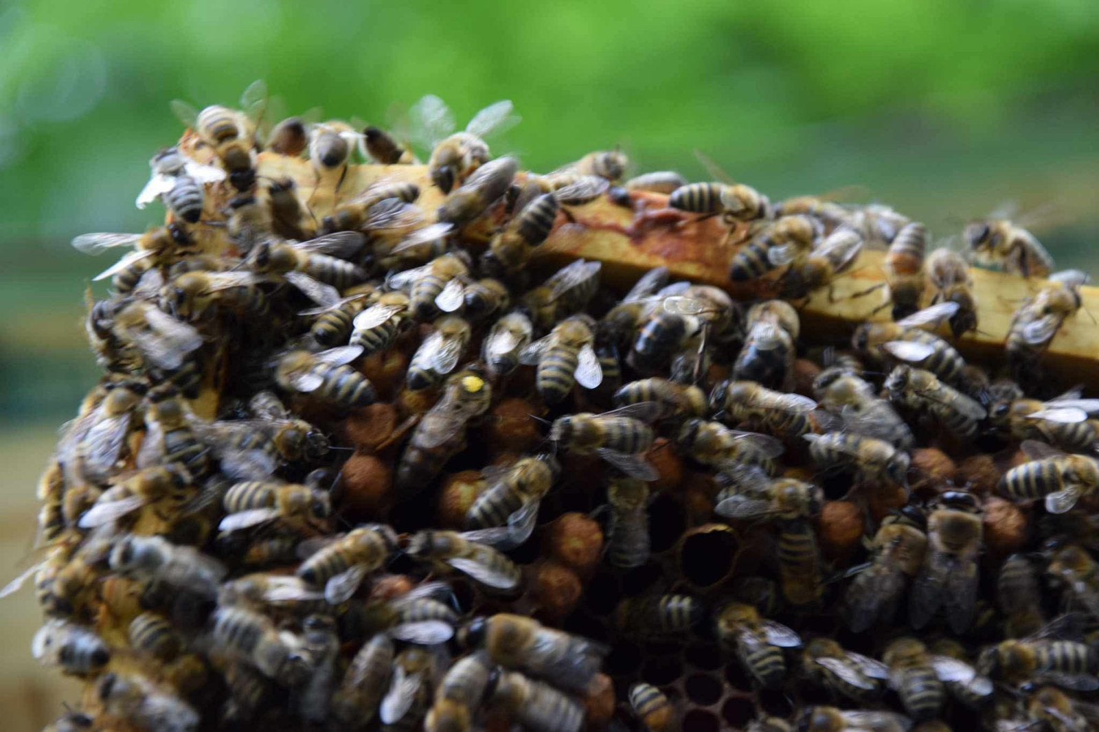 100% Puur en Biologische Acaciahoning, Diversen, Ophalen of Verzenden