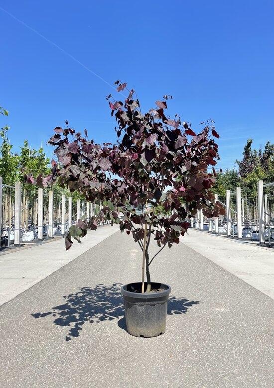 Judasboom (Forest Pansy / Cercis canadensis) in pot, Overige soorten, Lente, 250 tot 400 cm, Ophalen