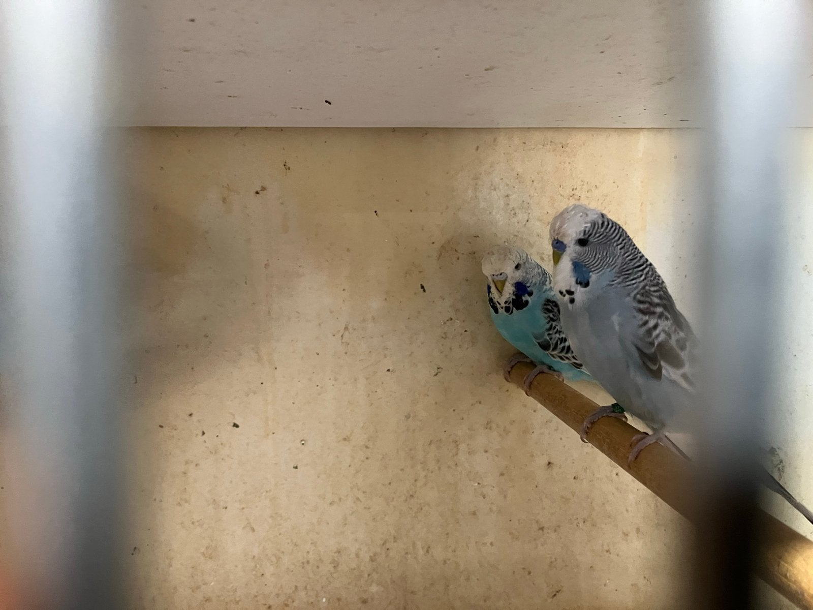 Engelse grasparkieten 2026, Dieren en Toebehoren, Vogels | Parkieten en Papegaaien, Meerdere dieren, Parkiet, Geringd