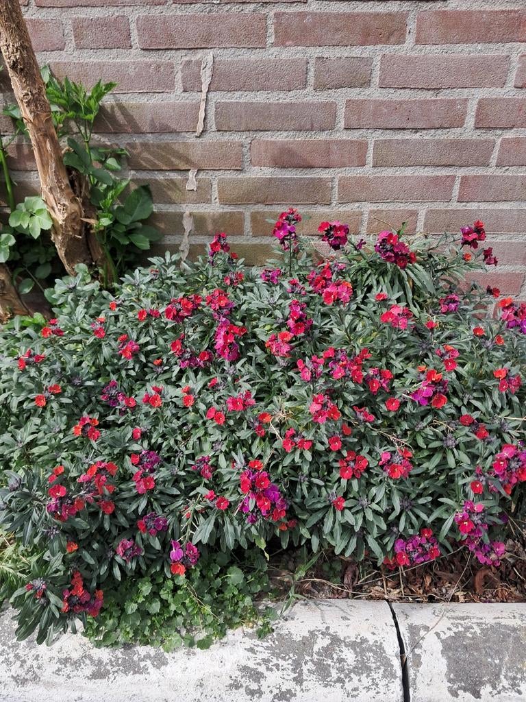 Bio stekjes Erysimum Muurbloem Steenraket inheems, Tuin en Terras, Ophalen, Vaste plant, Overige soorten, Volle zon