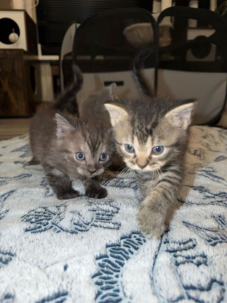 Exclusieve Maine Coon kruising kittens (Black Smoke), Dieren en Toebehoren, Katten en Kittens | Overige Katten, Meerdere dieren