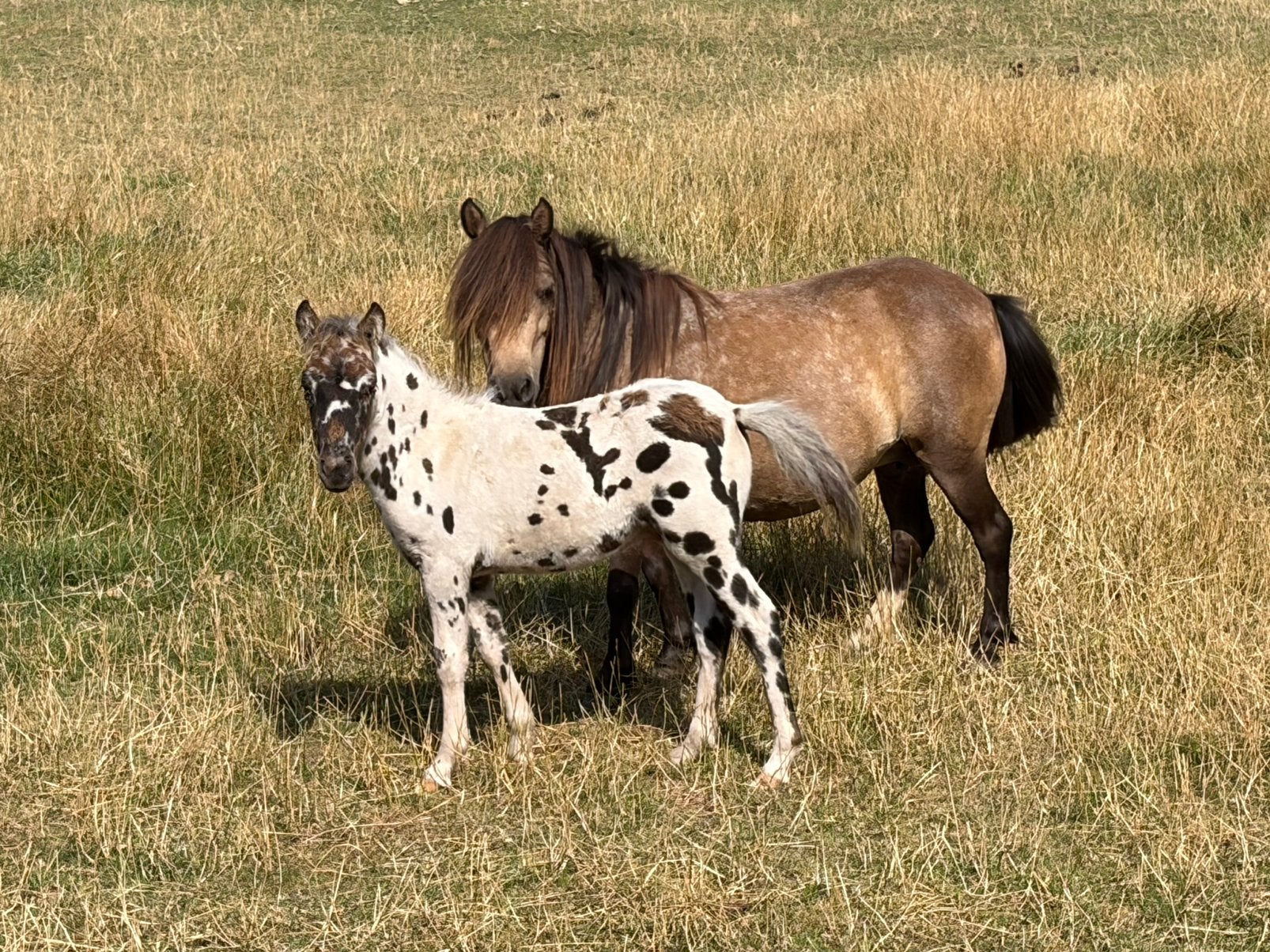 2 Appaloosa veulens, Dieren en Toebehoren, Merrie, Niet van toepassing, A pony (tot 1.17m), 0 tot 2 jaar