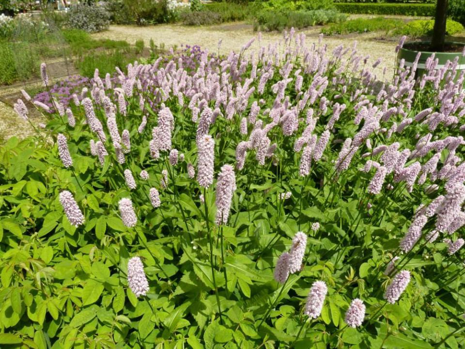 Vaste planten: persicaria bistorta, adderwortel p9, Tuin en Terras, Planten | Tuinplanten, Bodembedekkers, Volle zon, Vaste plant